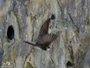 Shore Swallow - Jaskółka Brzegowa
